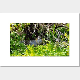 A Juvenile American Robin Hiding In A Bush Posters and Art